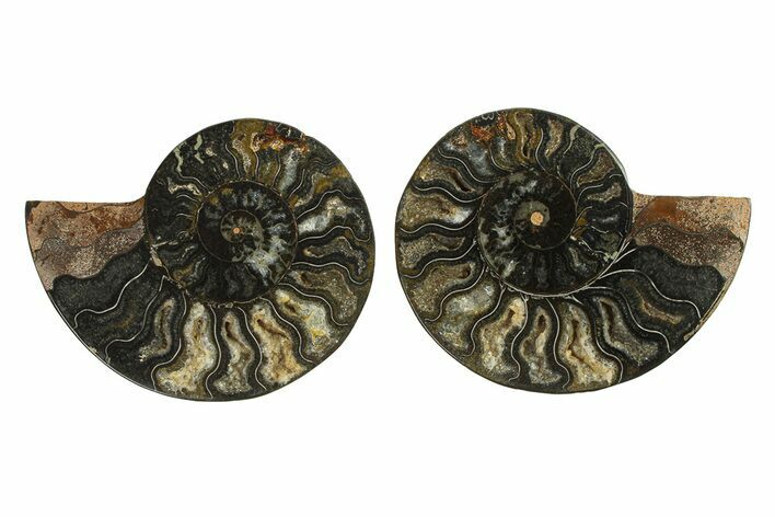 Cut & Polished Ammonite Fossil - Unusual Black Color #296268